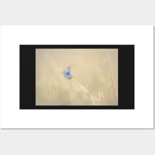 Common Blue Butterfly on Grass Posters and Art